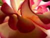 Le coeur de la rose