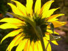 Soleil Tournesol