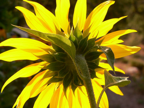 Soleil Tournesol