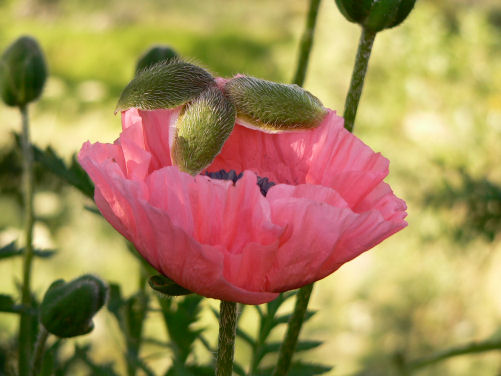 Pavot rose saumon