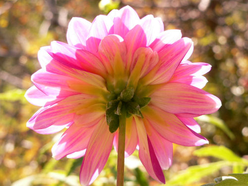 Dahlia rose