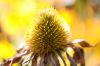 Rudbeckia