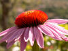 Echinacea purpurea