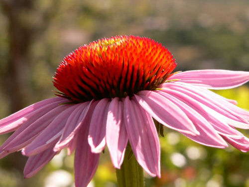 Echinacea purpurea