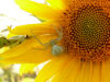 Voyage au pays des fleurs