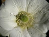 Anmone blanche