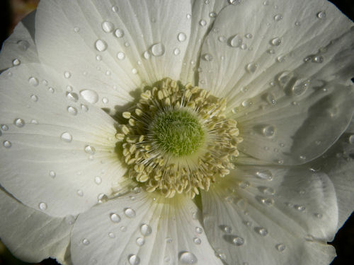 Anmone blanche