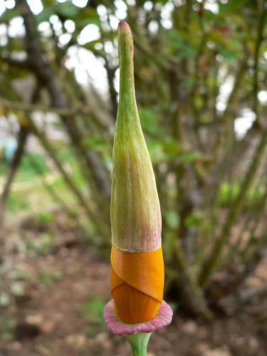 Eschscholtzia de Californie