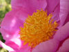 Pivoine officinale