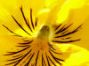 Coeur d'une pense jaune