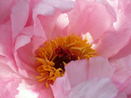 Fleur de pivoine arbustive