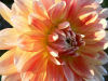 Dahlia