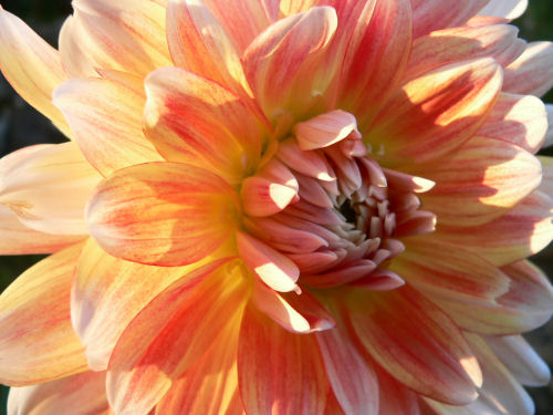 Dahlia