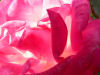 Rose sublime