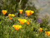 Eschscholtzias de Californie